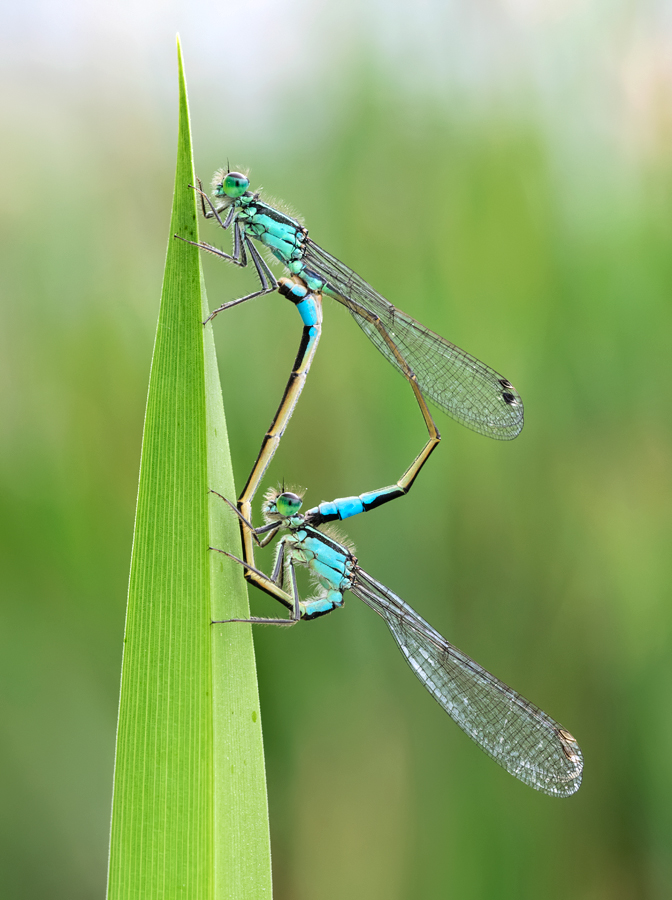 Blue-Tailed Damselflies mating 10